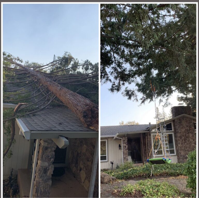 cal line tree care orinda 126
