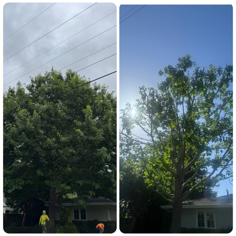 cal line tree care orinda 126