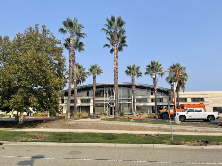 jmv tree service hayward