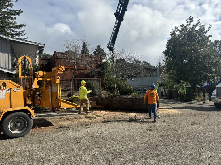 jmv tree service hayward